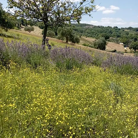 Di Lavanda Cingoli