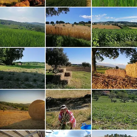 Bed & Breakfast Di Lavanda Cingoli