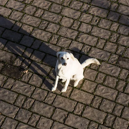 Panzió Di Lavanda Cingoli