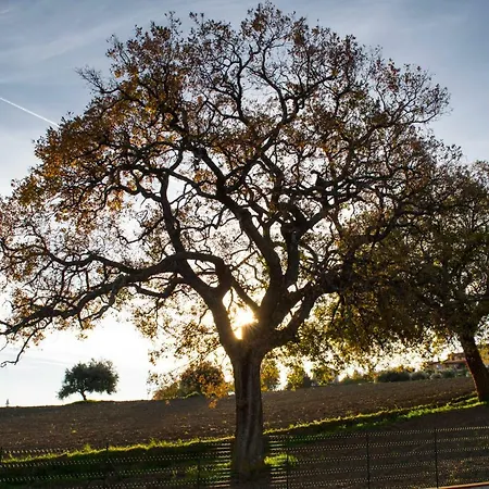 Di Lavanda 3* Cingoli