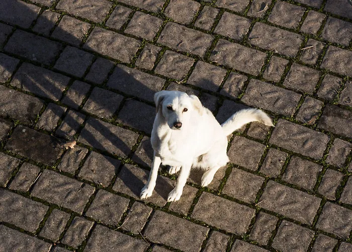 Bed & Breakfast Di Lavanda Cingoli
