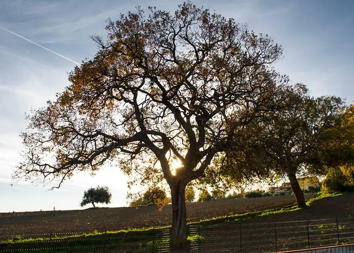 Di Lavanda 3* Cingoli